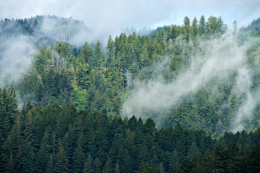 Elliott State Forest Elliott State Forest